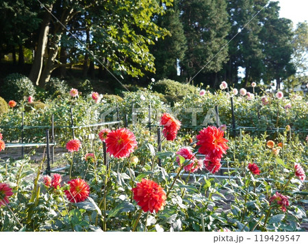 町田ダリア園 119429547