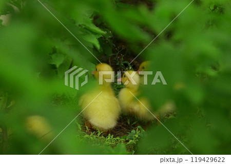 The ducklings and the mother duck went out to find food on the farm. 119429622