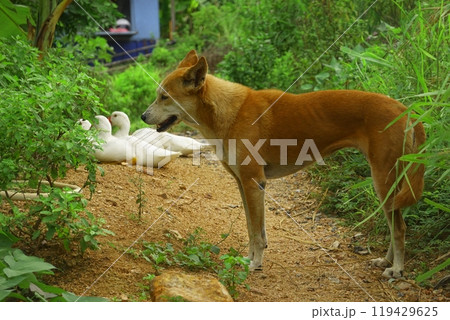 The ducklings and the mother duck went out to find food on the farm. 119429625