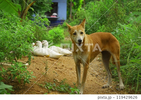 The ducklings and the mother duck went out to find food on the farm. 119429626
