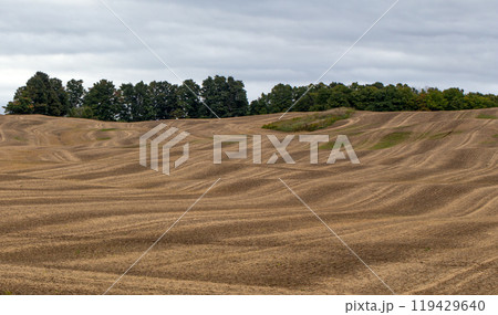 Stripes on soil of the agricultural field after the field was plowed by plows. Stripes on soil of the agricultural field after the field was plowed by plows. 119429640