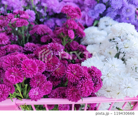 White-pink-purple marguerite flowers bloom. Close up of beautiful Marguerite flowers in the pink basket. 119430666