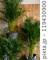 Beautiful shiny green leaves of the gardening store 119430900