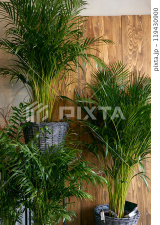 Beautiful shiny green leaves of the gardening store 119430900