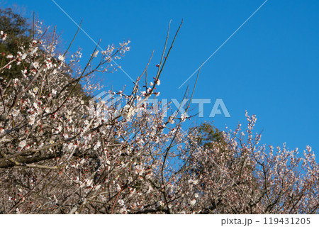 青空に映える梅の花 青空に映える梅の花 119431205