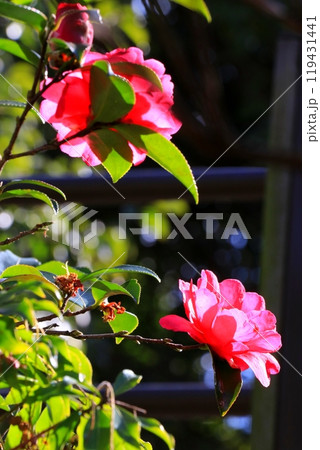 赤い椿の花 119431441