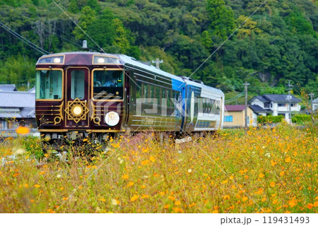 秋桜とともに走る観光列車 - 志国土佐 時代の夜明けのものがたり 秋桜とともに走る観光列車 - 志国土佐 時代の夜明けのものがたり 119431493