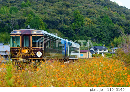 秋桜の中を駆ける観光列車 - 志国土佐 時代の夜明けのものがたり 秋桜の中を駆ける観光列車 - 志国土佐 時代の夜明けのものがたり 119431494