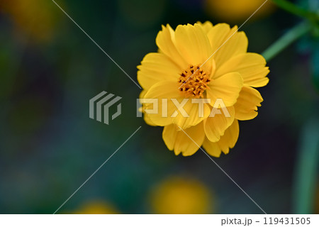 キバナコスモス 119431505