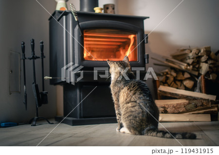 Cat looking at burning wood in stove at home 119431915