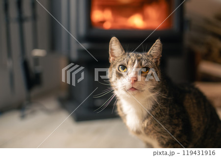 Cute cat against stove at home 119431916