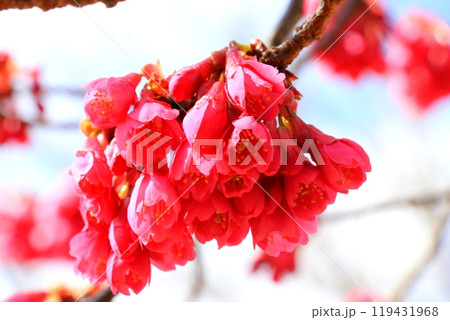 春の訪れを告げる寒緋桜 119431968