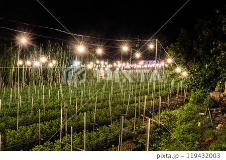 沖縄の電照菊（キクミネーション） 119432003