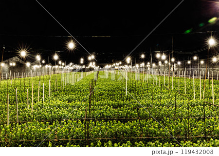 沖縄の電照菊（キクミネーション） 119432008
