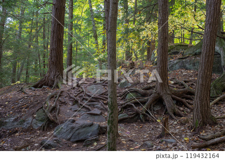 Trees with exposed roots in autumn forest.  119432164