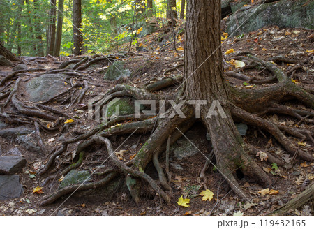 Trees with exposed roots in autumn forest. Trees with exposed roots in autumn forest. 119432165
