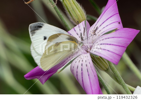 ピンク色のムギセンノウの蜜を吸うスジグロシロチョウ 119432326