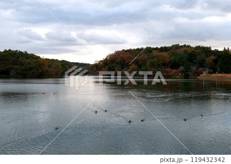 愛知県豊田市_鞍ヶ池公園5（鞍ヶ池）_2023年12月 119432342