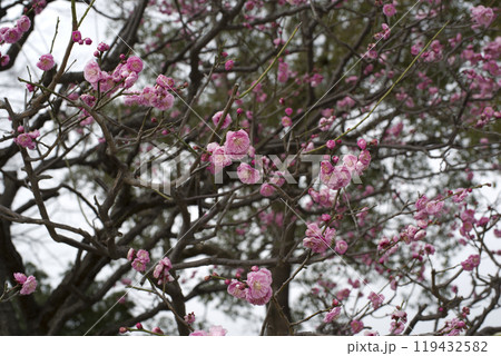 梅園にピンク色の梅の花が咲いています。 梅園にピンク色の梅の花が咲いています。 119432582