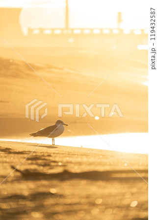 【庄内の風景】由良海岸の夕日_ウミネコ 【庄内の風景】由良海岸の夕日_ウミネコ 119432587