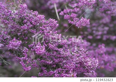 ジャノメエリカの花がピンク色の花を咲かせています。学名はErica canaliculataです 119432823