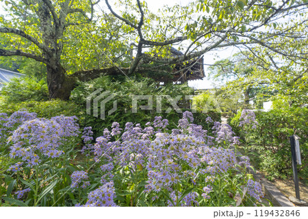 橘寺 境内に咲く紫苑(奈良県明日香村) 橘寺 境内に咲く紫苑(奈良県明日香村) 119432846