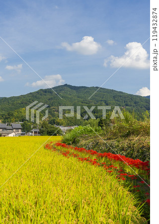 橘寺へ至る参道 稲穂が実りあぜ道に彼岸花が咲き誇る(奈良県明日香村) 橘寺へ至る参道 稲穂が実りあぜ道に彼岸花が咲き誇る(奈良県明日香村) 119432874