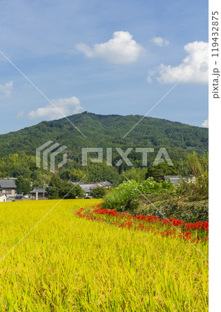 橘寺へ至る参道 稲穂が実りあぜ道に彼岸花が咲き誇る(奈良県明日香村) 橘寺へ至る参道 稲穂が実りあぜ道に彼岸花が咲き誇る(奈良県明日香村) 119432875