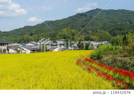 橘寺へ至る参道　稲穂が実りあぜ道に彼岸花が咲き誇る（奈良県明日香村） 119432876