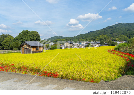 橘寺へ至る参道　稲穂が実りあぜ道に彼岸花が咲き誇る（奈良県明日香村） 119432879