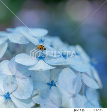 【庄内の風景】飯森山公園の紫陽花 119432986