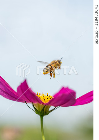 【自然風景】コスモスとミツバチ 119433041