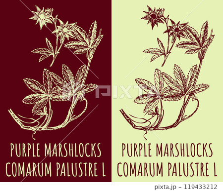 Vector drawings PURPLE MARSHLOCKS. Hand drawn illustration. Latin name COMARUM PALUSTRE L. Vector drawings PURPLE MARSHLOCKS. Hand drawn illustration. Latin name COMARUM PALUSTRE L. 119433212