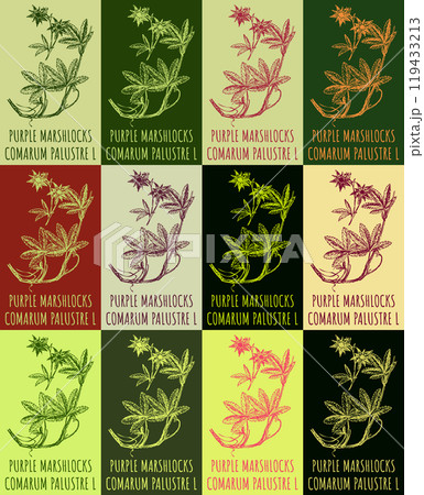 Set of vector drawing of PURPLE MARSHLOCKS in various colors. Hand drawn illustration. Latin name COMARUM PALUSTRE L. Set of vector drawing of PURPLE MARSHLOCKS in various colors. Hand drawn illustration. Latin name COMARUM PALUSTRE L. 119433213