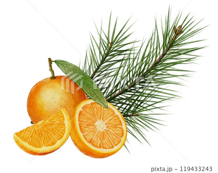Orange, slice and half with a spruce branch Orange, slice and half with a spruce branch 119433243