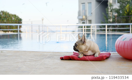 A bulldog dog poses cutely, lying on a red towel by a large pool with clear water and looking away. 119433534