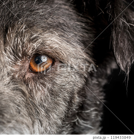Close up Dog Half Face with Orange Eye 119433849