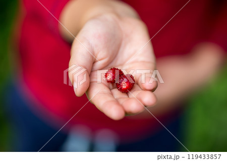 Close Up of Hand Holding Red Berries 119433857