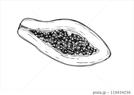 Half juicy papaya with seeds hand drawn vector isolated drawing painted by black inks. Exotic sweet cut pawpaw fruit realistic graphic sketch illustration. Tropical plant top view for poster. 119434256