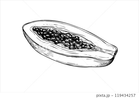 Cut exotic papaya fruit vector isolated illustration painted by black inks. Tropical sweet pawpaw plant with seeds hand drawn graphic sketch illustration. Side view. For package or menu design. 119434257