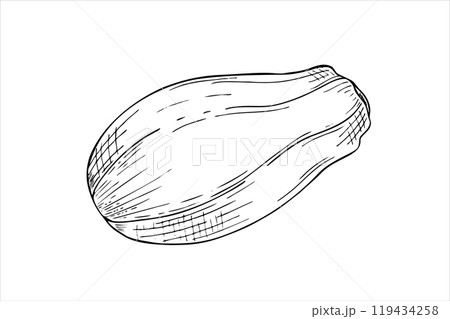 Whole unpeeled papaya fruit line art black ink sketch in realistic style. Tropical pawpaw plant vector isolated illustration. Floral exotic element for package design, cooking recipes, label. 119434258