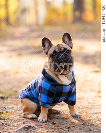 French Bulldog puppy in a blue coat. French Bulldog puppy in a blue coat. 119434420