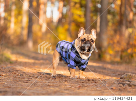 French Bulldog puppy in a blue coat. French Bulldog puppy in a blue coat. 119434421