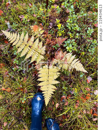 Autumn photo of blue rubber boots in the forest 119434613