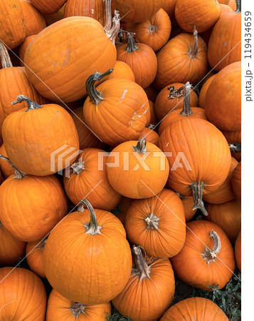 Autumn vertical pumpkin photo background Autumn vertical pumpkin photo background 119434659