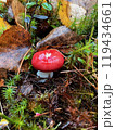 Russula red mushroom in the forest 119434661