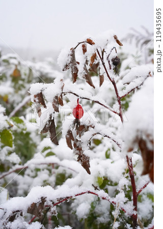 Red rosehip fruit covered with snow. Vertical photo image. Rose hips or Rosa canina leaves and branches under the snow during a snowfall. Isolated red berry close-up, no people. Red rosehip fruit covered with snow. Vertical photo image. Rose hips or Rosa canina leaves and branches under the snow during a snowfall. Isolated red berry close-up, no people. 119435695