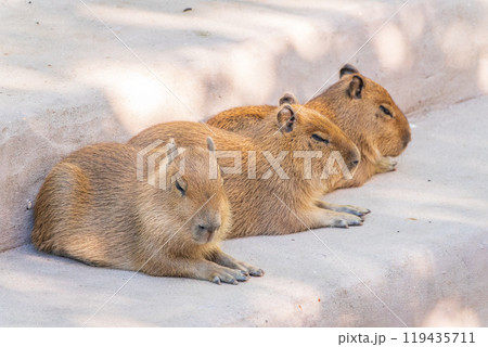 Three capybara in the park Three capybara in the park 119435711