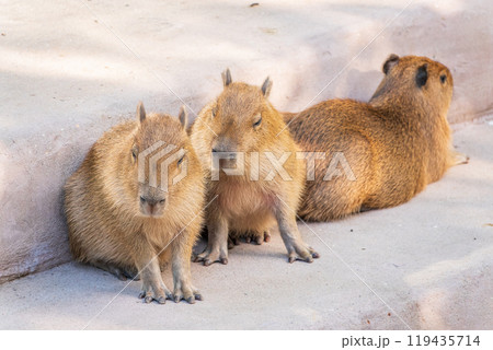 Three capybara in the park Three capybara in the park 119435714