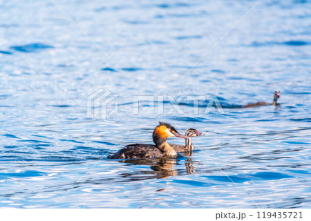The waterfowl bird, great crested grebe with chick, swimming in the lake. The waterfowl bird, great crested grebe with chick, swimming in the lake. 119435721